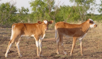 Texas Longhorn heifers
