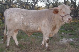 Artificial Insemination Texas Longhorn Bull