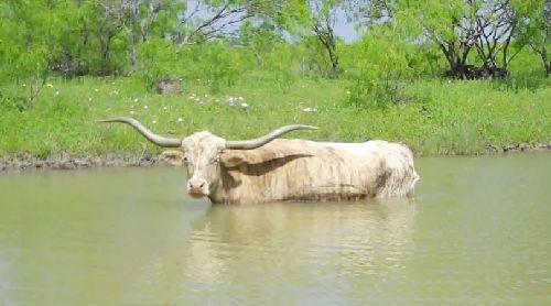 Historical Texas Longhorn Cattle