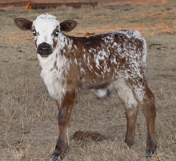 Texas Longhorn Calf