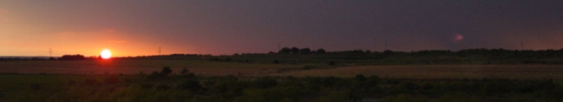 Texas Longhorn Cow Sunset