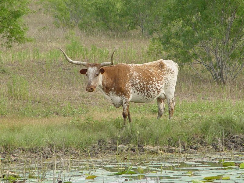 Texas Longhorn Cow History