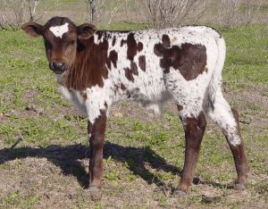 Texas longhorn bull