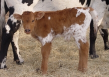 Texas Long-horn calf