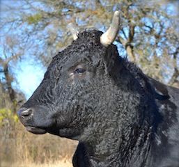 Wagyu Herd Sire - Bull